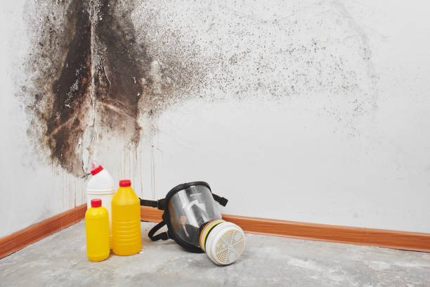 Best Localized Mold Remediation (e.g., coastal areas, humid climates) in New Boston, TX