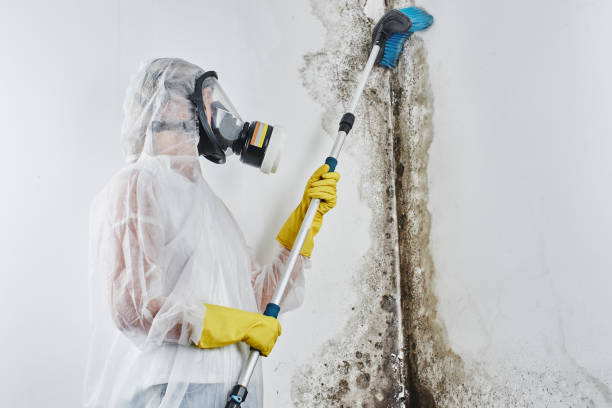 Best Attic Mold Remediation in New Boston, TX