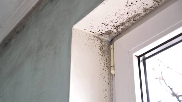 Best DIY Mold Remediation Support Services in New Boston, TX