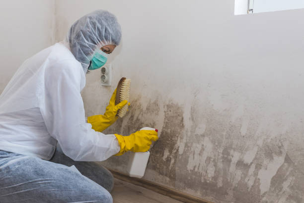 Best HVAC Mold Remediation in New Boston, TX