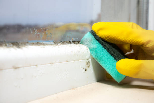 Best Crawl Space Mold Remediation in New Boston, TX