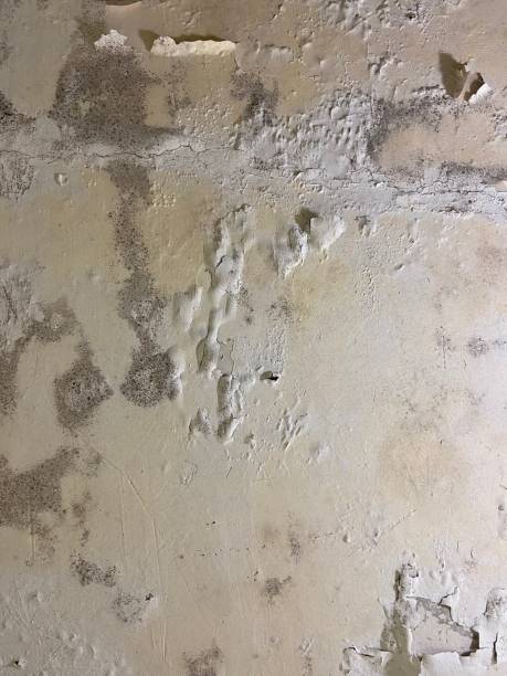 Best Industrial Mold Remediation in New Boston, TX