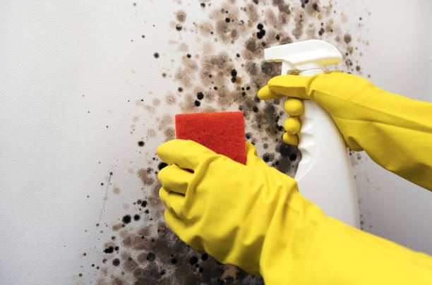 Best Insurance-Related Mold Remediation in New Boston, TX