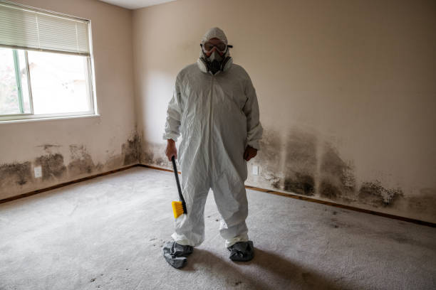 Best Post-Flood Mold Remediation in New Boston, TX