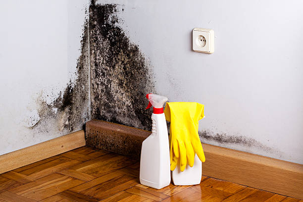 Best Black Mold Remediation in New Boston, TX