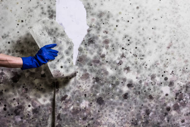 Best Kitchen Mold Remediation in New Boston, TX